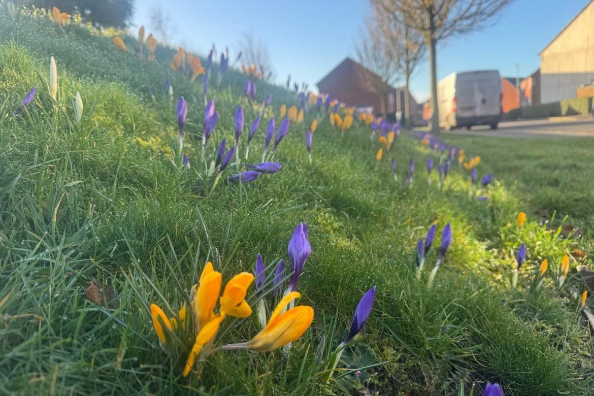 image of wild flowers maintained by green space grounds maintenance