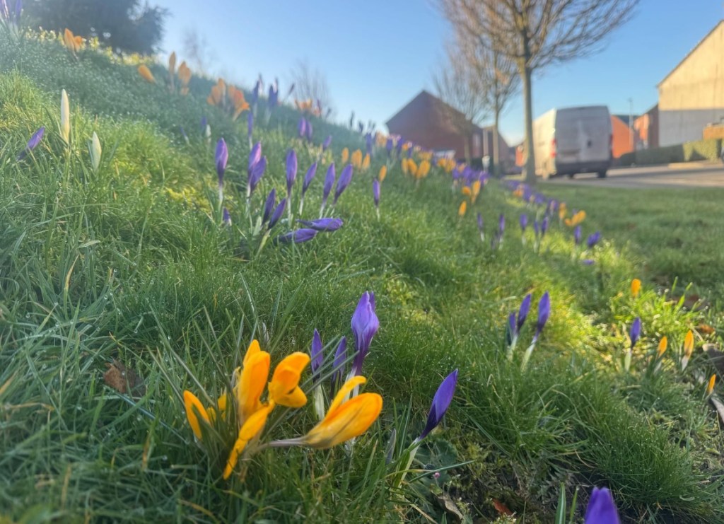 image of wild flowers maintained by green space grounds maintenance